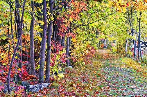 Autumn Trail_28867.jpg - Photographed along the Rideau Canal Waterway at Rideau Ferry, Ontario, Canada.